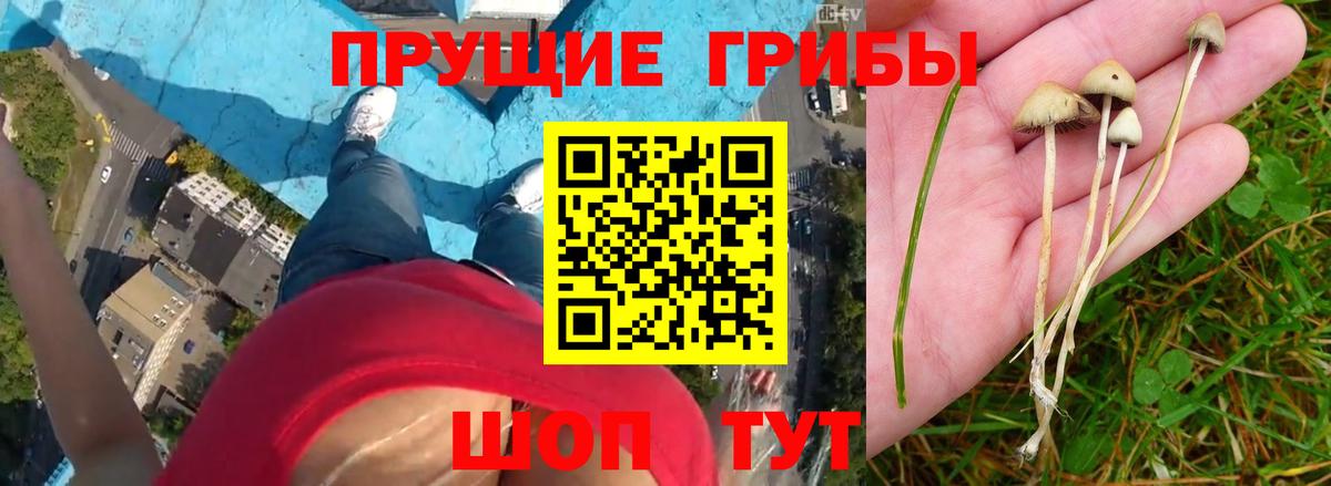 Холмск  Псилоцибиновые грибы MAGIC MUSHROOMS  Вход с VPN  Галлюциногенные грибы GOLDEN TEACHER 